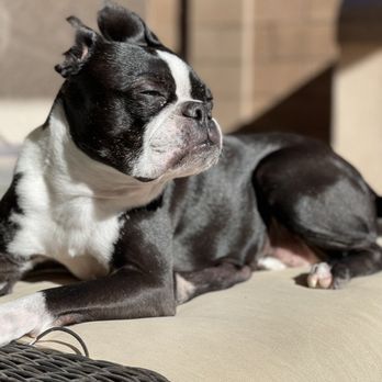 VCA Mesa Animal Hospital - My dog. - Veterinarians Near Me - Mesa, Arizona VCA Mesa Animal Hospital - My dog. - Veterinarians Near Me - Mesa, Arizona