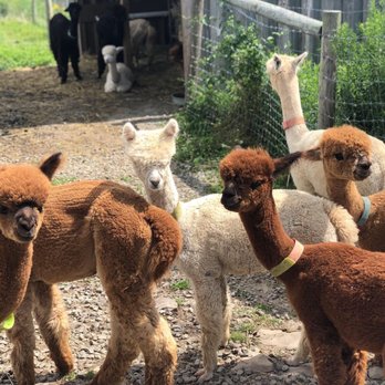Buck Brook Alpacas - Attraction Farms Near Me - Roscoe, New York Buck Brook Alpacas - Attraction Farms Near Me - Roscoe, New York