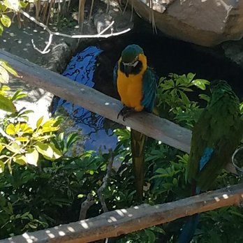 Humphreys Half Moon Inn - Parrots below balcony - San Diego, CA