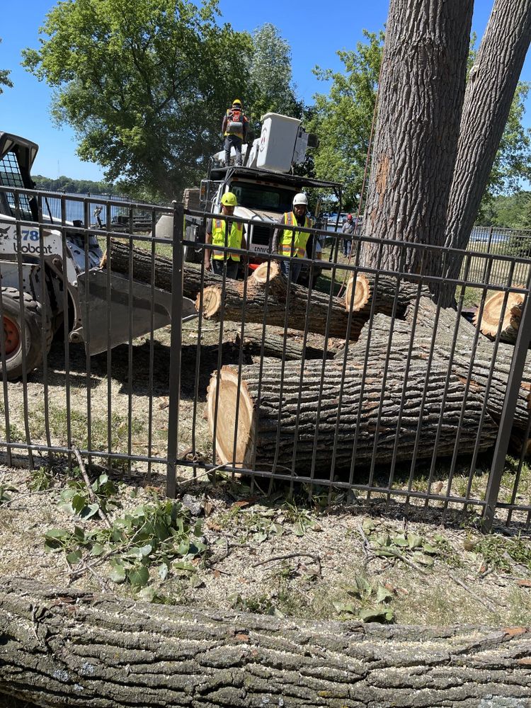 EDDY’S TREE SERVICE Updated September 2024 67 Photos & 41 Reviews