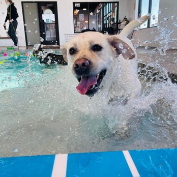 Paws Pet Resort - Pet Training Near Me - Sioux Falls, South Dakota Paws Pet Resort - Pet Training Near Me - Sioux Falls, South Dakota