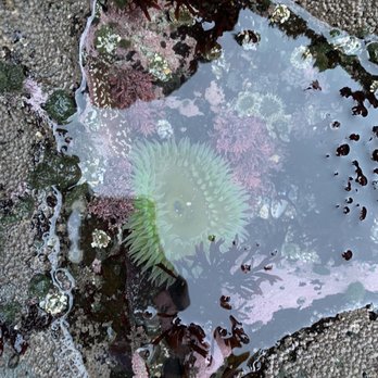 Harris Beach State Park - Anemone and starfish! - Parks Near Me - Brookings, Oregon Harris Beach State Park - Anemone and starfish! - Parks Near Me - Brookings, Oregon