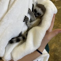 PAWsitively Wild Animal Encounters & Education Center