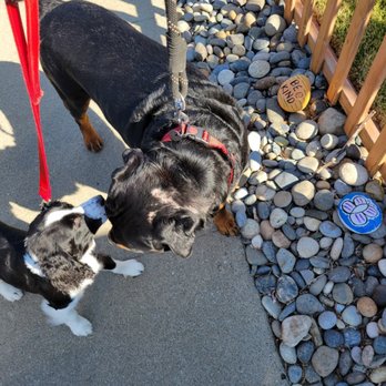 Lucky Pups Unlimited - Giving her new friend kisses! - Pet Sitting Near Me Lucky Pups Unlimited - Giving her new friend kisses! - Pet Sitting Near Me