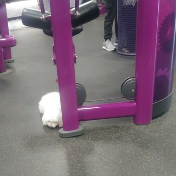 Planet Fitness - Bring your "service dog" w/out a vest to the gym & leave it at a machine while you work out at another after relax in the spa w/ your dog - Gyms Near Me - Holiday, Florida Planet Fitness - Bring your "service dog" w/out a vest to the gym & leave it at a machine while you work out at another after relax in the spa w/ your dog - Gyms Near Me - Holiday, Florida