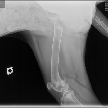 Border Tails Rescue - as you see there is no hip socket. he was born like this. - Pet Adoption Near Me - Northbrook, Illinois