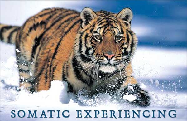 BODY-MIND Psychotherapy Services - grief counselor in Van Nuys, CA