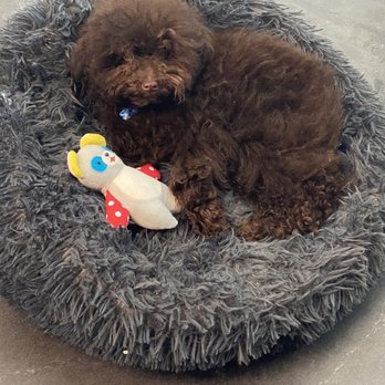 Teacups, Puppies & Boutique - Pet Stores Near Me - Davie, Florida Teacups, Puppies & Boutique - Pet Stores Near Me - Davie, Florida