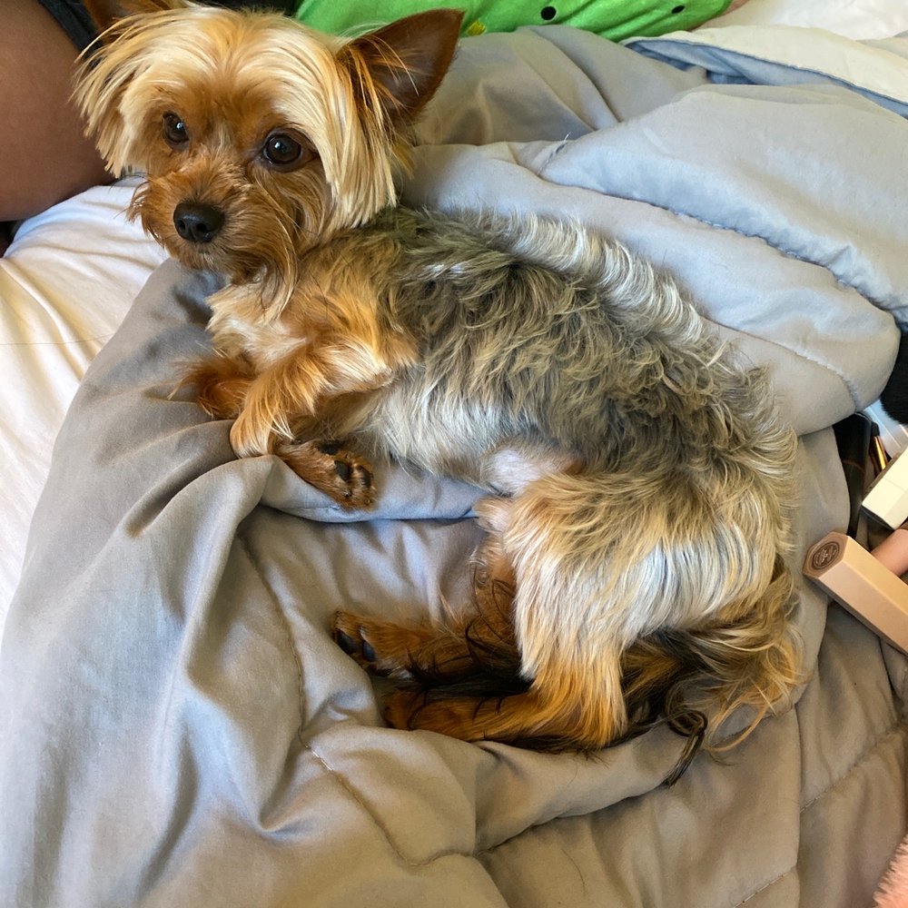 Petco - This is the after picture. They left no hair covering his sides like a yorkie should have. - Pet Stores Near Me - Modesto, California Petco - This is the after picture. They left no hair covering his sides like a yorkie should have. - Pet Stores Near Me - Modesto, California