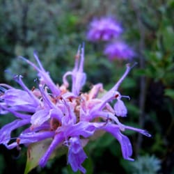 Weaselhead Flats - A weed, believe it or not!