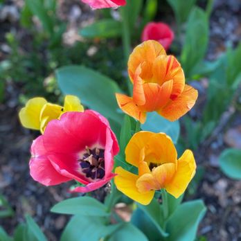 Bartlett Arboretum - Flowers - Venues & Event Spaces Near Me - Belle Plaine, Kansas Bartlett Arboretum - Flowers - Venues & Event Spaces Near Me - Belle Plaine, Kansas