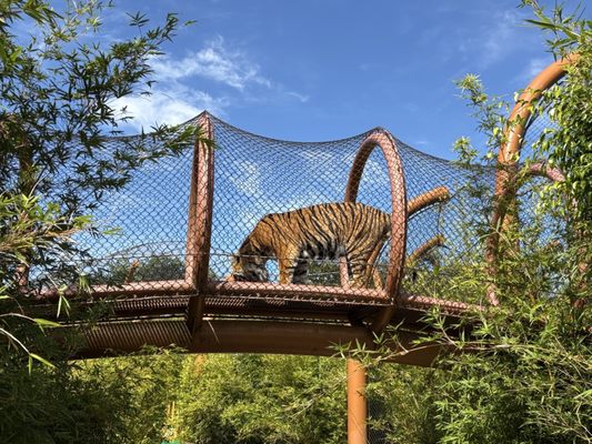 Auckland Zoo by null