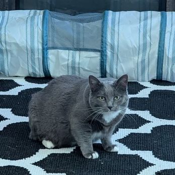 Kitties & Kanines - Lost cat Charlie, she is microchipped and neutered 3 years old. She lives Barling Arkansas. pattycake800@gmail.com. 4792223597 - Veterinarians Near Me - Fort Smith, Arkansas Kitties & Kanines - Lost cat Charlie, she is microchipped and neutered 3 years old. She lives Barling Arkansas. pattycake800@gmail.com. 4792223597 - Veterinarians Near Me - Fort Smith, Arkansas