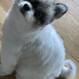 Pomeranian