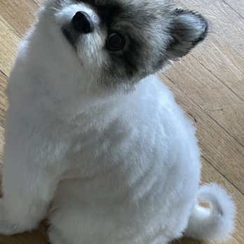 Clean Paws Grooming - Pomeranian - Pet Groomers Near Me - West Lebanon, New Hampshire