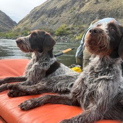 Minam Store - Hunting Dogs