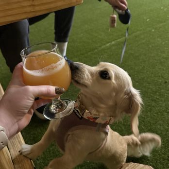 Barebottle Brewing - Walnut Creek - Dog on patio - Breweries Near Me - Walnut Creek, California