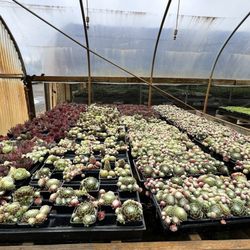 Puget Sound Plants - Succulents