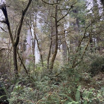 Lady Bird Johnson Grove - Hiking Near Me - Orick, California