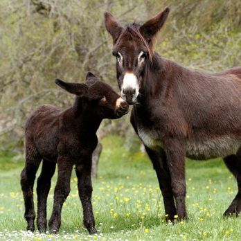 Lowe's Home Improvement - we love donkeys.  they are kind in nature. the first donkey photo implication belongs to an insecure loser. - Hardware Stores Near Me - Riverhead, New York