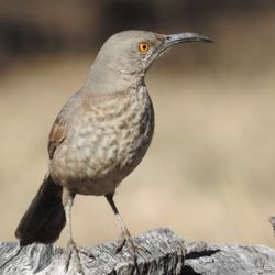 Rail Oaks Ranch - Curve-billed Thrasher