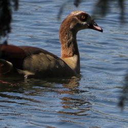 Shoal Creek Trail - Duck