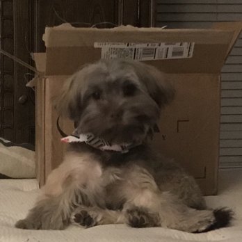 The PawPlex - Pet Sitting Near Me - Suwanee, Georgia