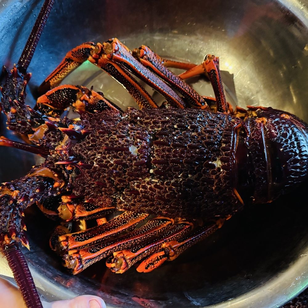 Chang'an - Live Lobster shown to us for approval of size before kitchen cooking - Asian Fusion Near Me - Tustin, California Chang'an - Live Lobster shown to us for approval of size before kitchen cooking - Asian Fusion Near Me - Tustin, California