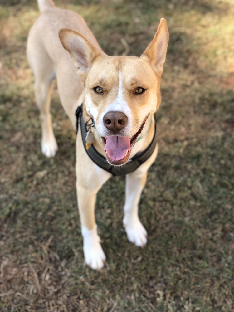Hotel Eubarks - pet boarding facility in Carrollton, GA