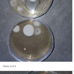 Gordie Boucher Lincoln Of West Allis - Actively growing mold cultures taken from an air vent of 2021 Lincoln Navigator, Certified, Pre-owned Black Label with only 25,000 miles.