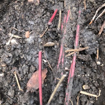 Brewer Irrigation - Broken wires from a bush being dug out. - Irrigation Near Me Brewer Irrigation - Broken wires from a bush being dug out. - Irrigation Near Me