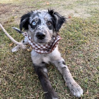 Dueling Dogs Brewing - Dog friendly! - Breweries Near Me - Lincoln, California Dueling Dogs Brewing - Dog friendly! - Breweries Near Me - Lincoln, California