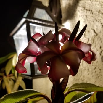 The Home Depot - Happy Plumeria - Hardware Stores Near Me - Upland, California