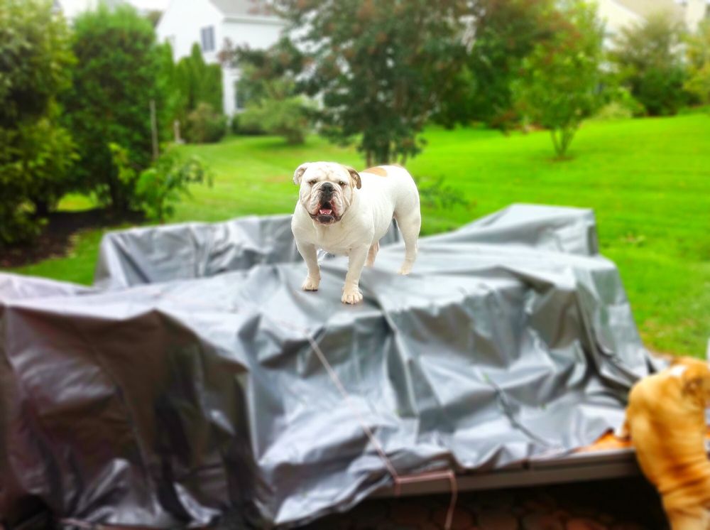 Garden State Veterinary Specialists 28 Photos 139 Reviews Veterinarians 1 Pine St Tinton Falls Nj Phone Number