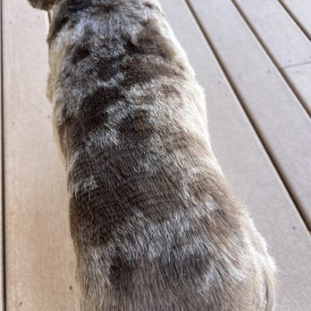 Doggie Stylez - Uneven cut throughout her entire body. - Pet Groomers Near Me - Cedar City, Utah