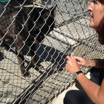 Wolf Mountain Sanctuary - Mom feeding carrots to the sweet pregnant wolf. - Animal Shelters Near Me - Lucerne Valley, California Wolf Mountain Sanctuary - Mom feeding carrots to the sweet pregnant wolf. - Animal Shelters Near Me - Lucerne Valley, California