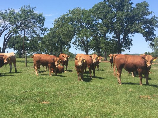 HeartBrand Beef by null