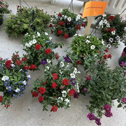 Woman's Club of San Antonio - Plants for sale 2023.