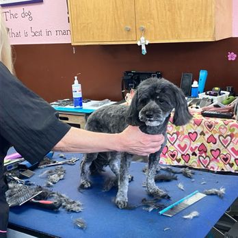 A Shear Pleasure Pet Salon - Pet Groomers Near Me - Torrance, California A Shear Pleasure Pet Salon - Pet Groomers Near Me - Torrance, California