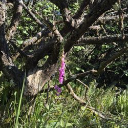 Port Orford Heads State Park - Wild flower