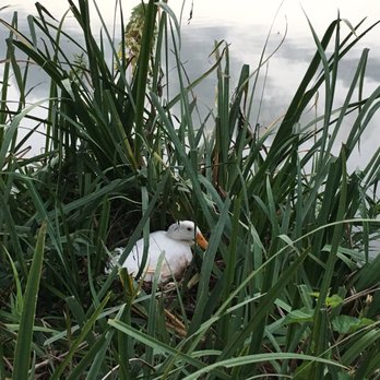 Unhitched Sleepy Hollow - Duck sitting on her eggs - Campgrounds Near Me - Oxford, Iowa Unhitched Sleepy Hollow - Duck sitting on her eggs - Campgrounds Near Me - Oxford, Iowa