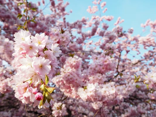 Bispebjerg Cemetery by null