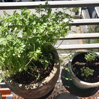 Dream Garden - Parsley and Basil plants - Nurseries & Gardening Near Me - Los Angeles, California Dream Garden - Parsley and Basil plants - Nurseries & Gardening Near Me - Los Angeles, California