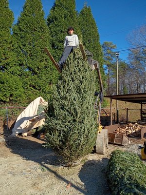 BAM another pinestraw lot