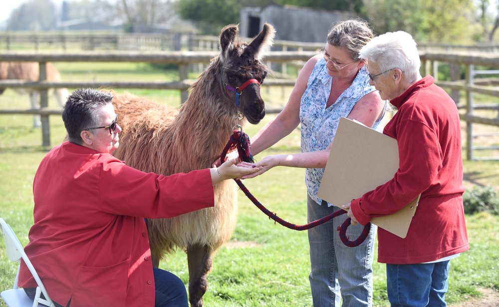 GLAMPING WITH LLAMAS Updated July 2024 18 Photos Walton Road