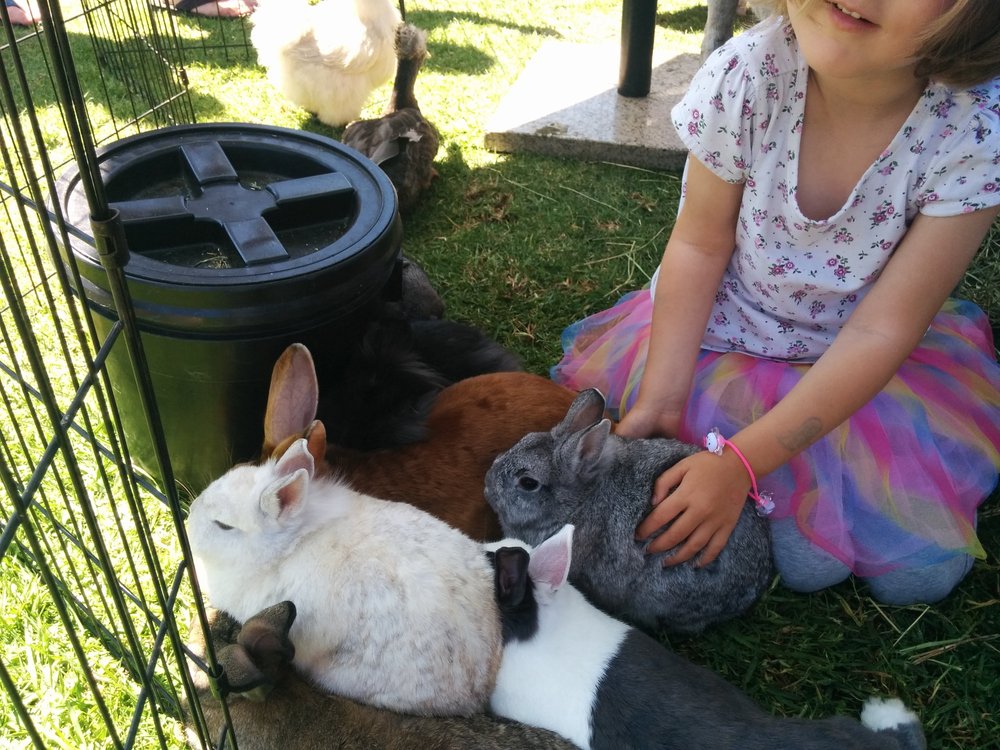 CR Pony Parties & Petting Farms - equestrian in Wilmington, OH