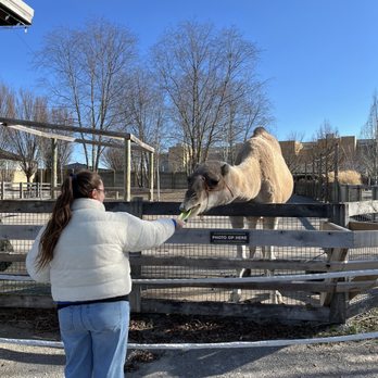 Ark Encounter - Camel feeding - Museums Near Me - Williamstown, Kentucky