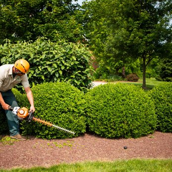 Joshua Tree Experts - Tree Services Near Me - Huntersville, North Carolina Joshua Tree Experts - Tree Services Near Me - Huntersville, North Carolina