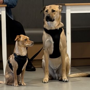 Coffee N Talk - Broadway - I don't know if it's pet friendly, but look at these beautiful fur babies! - Coffee Roasteries Near Me - San Diego, California Coffee N Talk - Broadway - I don't know if it's pet friendly, but look at these beautiful fur babies! - Coffee Roasteries Near Me - San Diego, California
