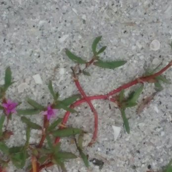 Boca Grande - Colorful plant life on the beach. - Beaches Near Me - Boca Grande, Florida Boca Grande - Colorful plant life on the beach. - Beaches Near Me - Boca Grande, Florida
